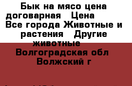 Бык на мясо цена договарная › Цена ­ 300 - Все города Животные и растения » Другие животные   . Волгоградская обл.,Волжский г.